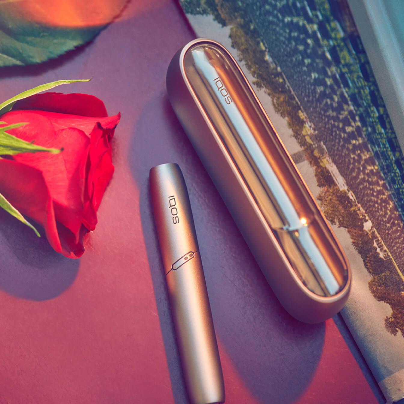 Um carregador IQOS 3 DUO dourado de lado, ao lado do dispositivo e uma rosa vermelha.