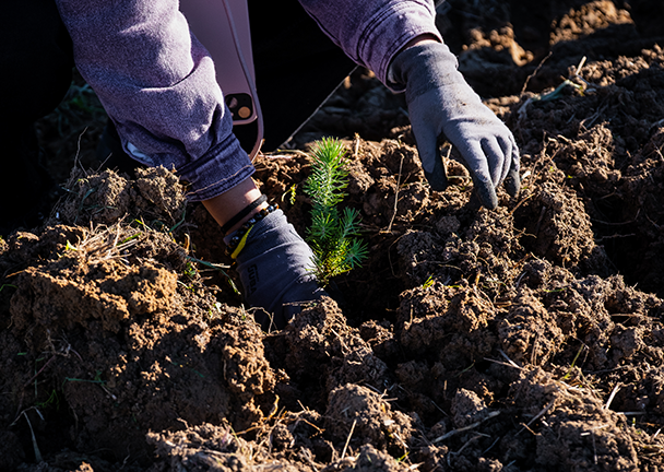 Plano aproximado de uma pessoa a usar luvas cinzentas a plantar uma pequena muda de pinheiro verde em solo revolvido.